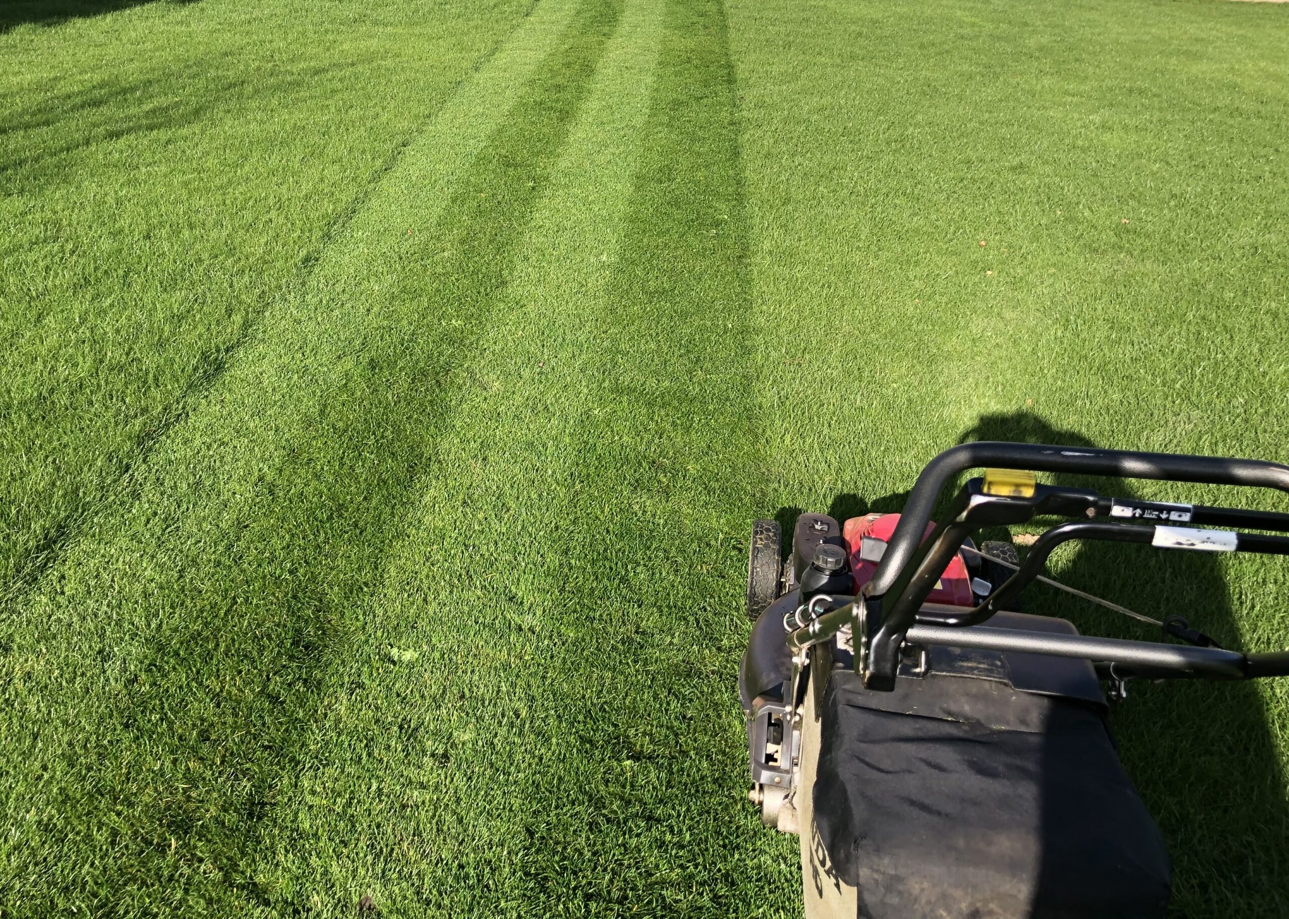 Lawn Care: What to Be Able to